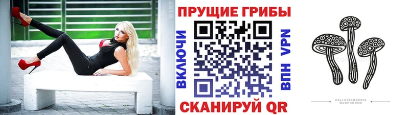 хочу   Кувшиново  Псилоцибиновые грибы Psilocybine cubensis 